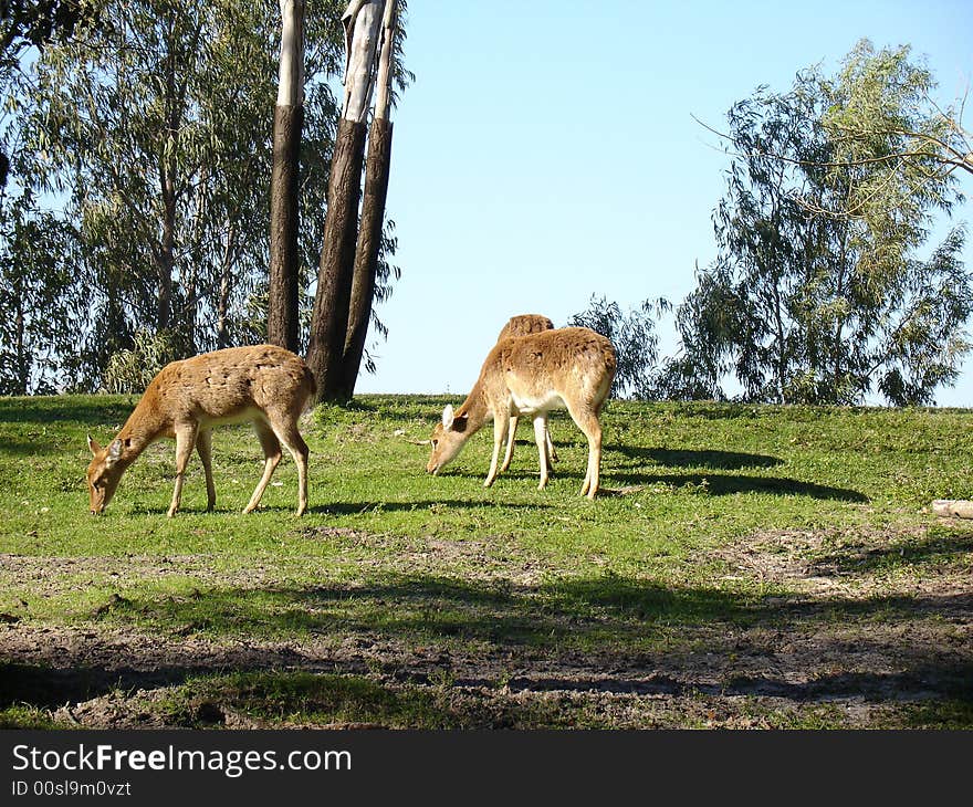 Two deer grazing in field