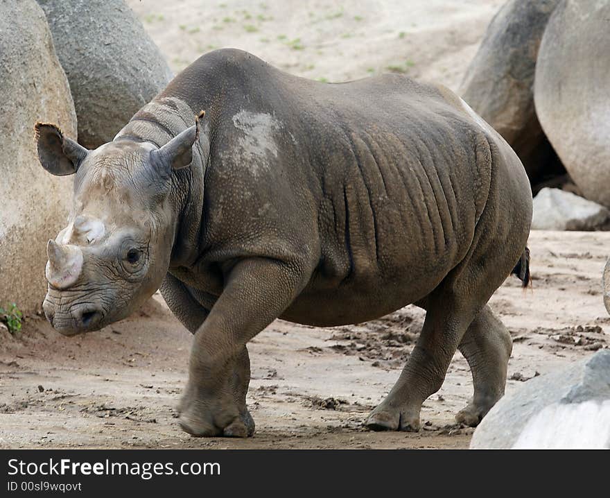 Female Black Rhinoceros