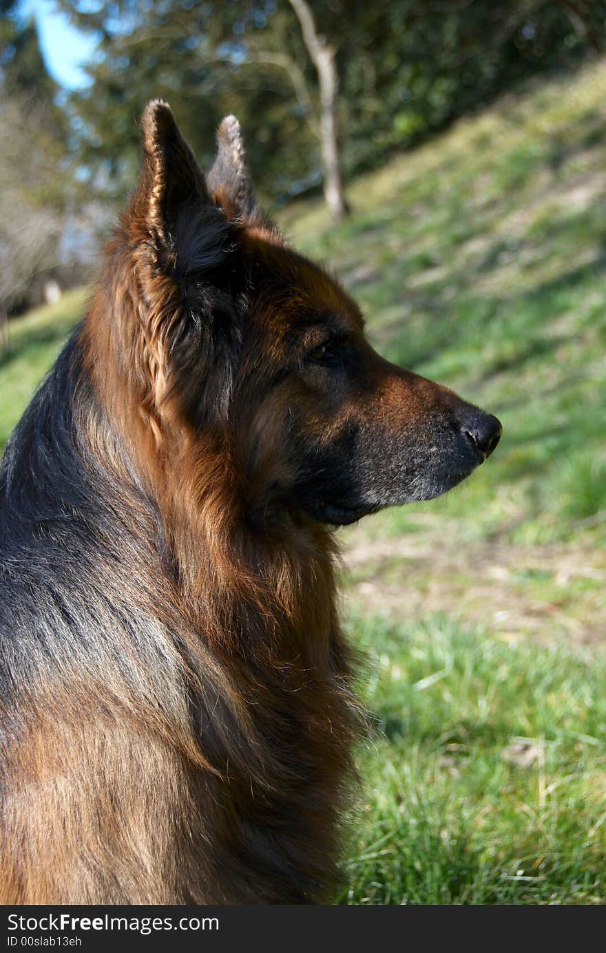 Portrait of an old German Shepard on nature background