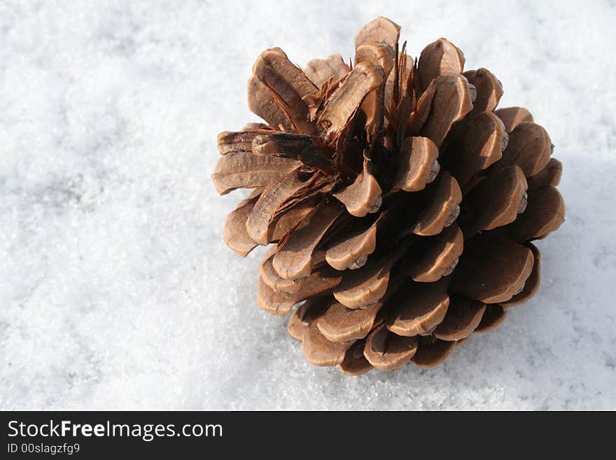 Fir Cone