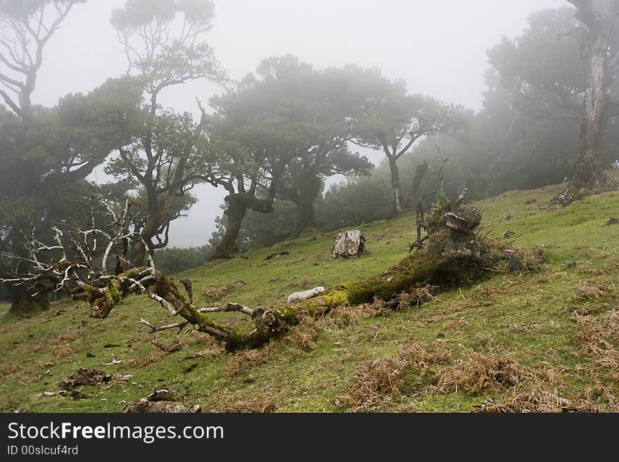 Landscape in Madeira Island - Laurisilva Forest - Atlantic ocean - Portugal