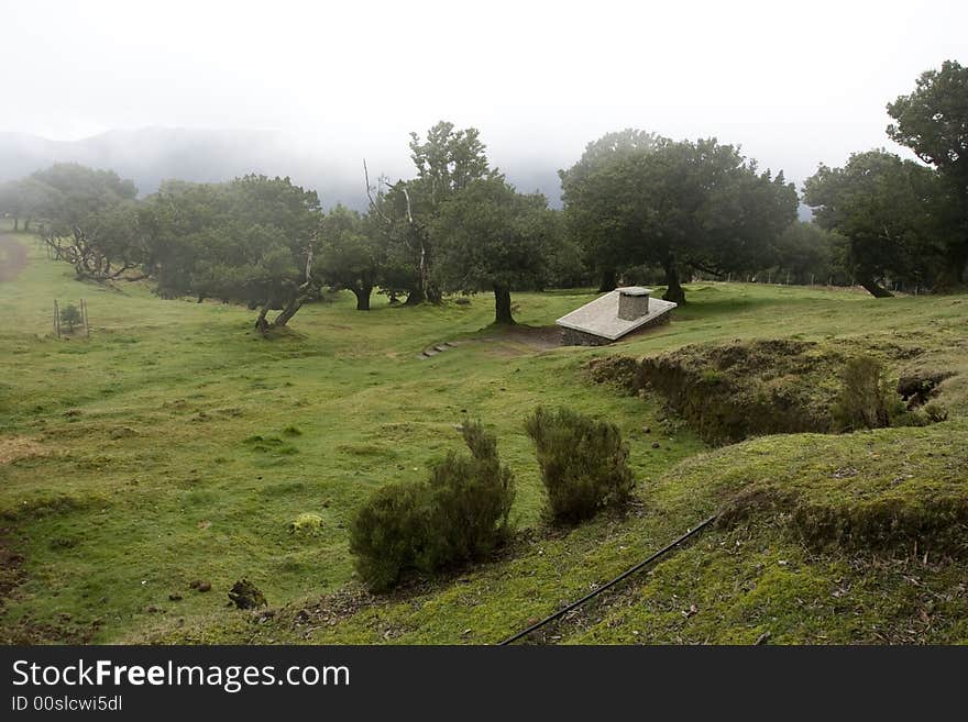 Landscape in Madeira Island - Laurisilva Forest - Atlantic ocean - Portugal