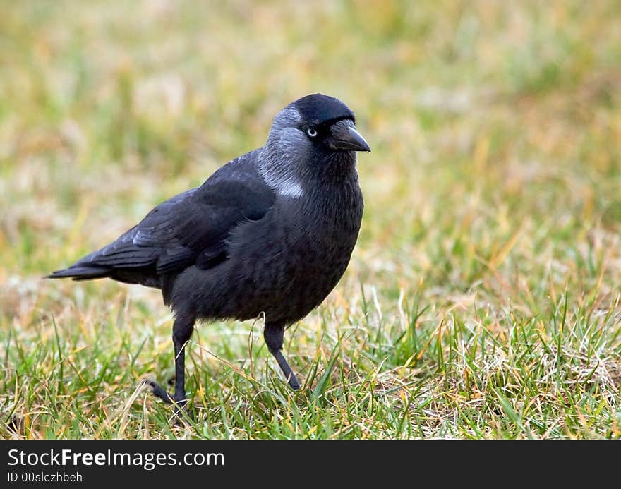 Jackdaw on a meadow, Poland