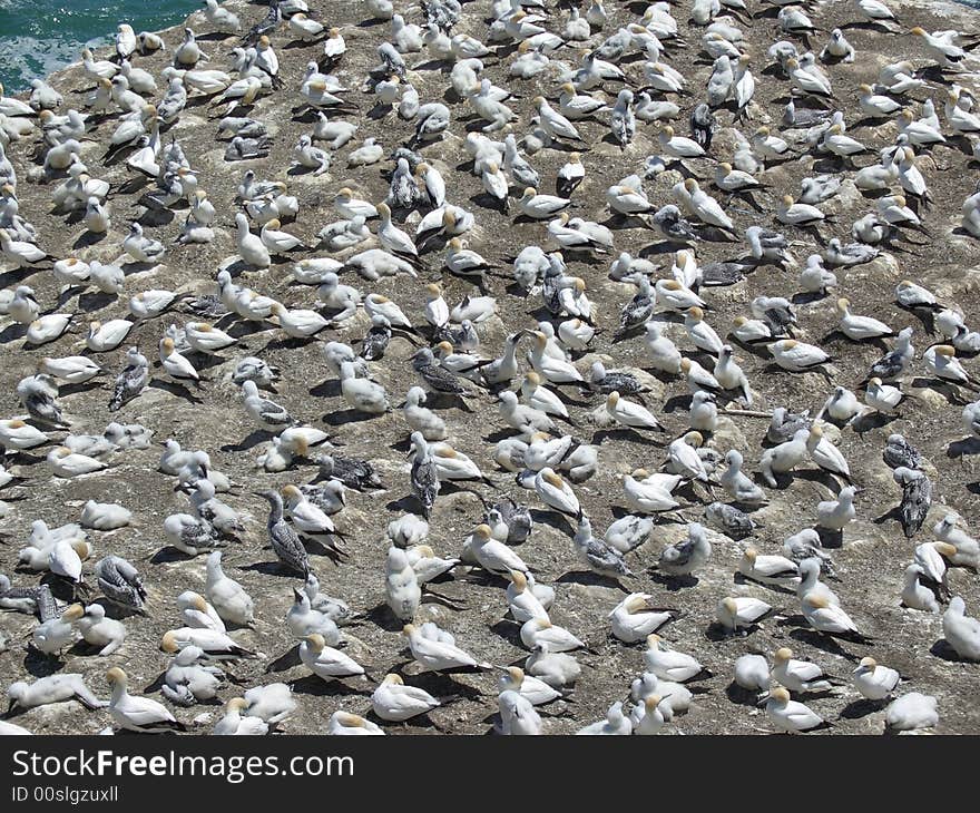 Gannets crowding on Auckland beach