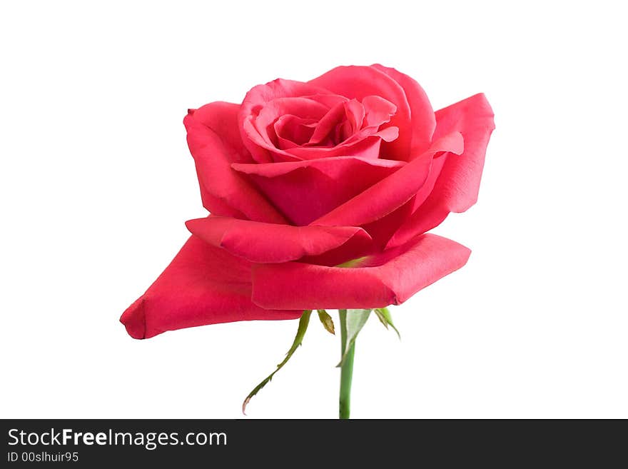 Close-up pink rose with stem, isolated on white