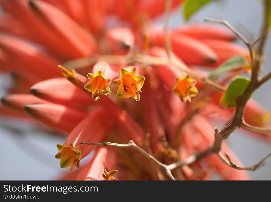 Extreme close up of a pink plant blossom, dry branch, blury background