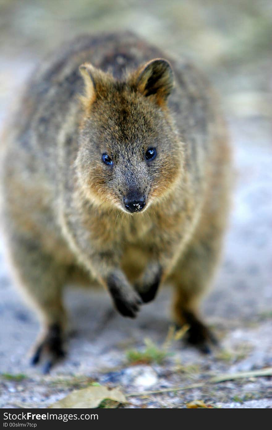 Australian Quokka