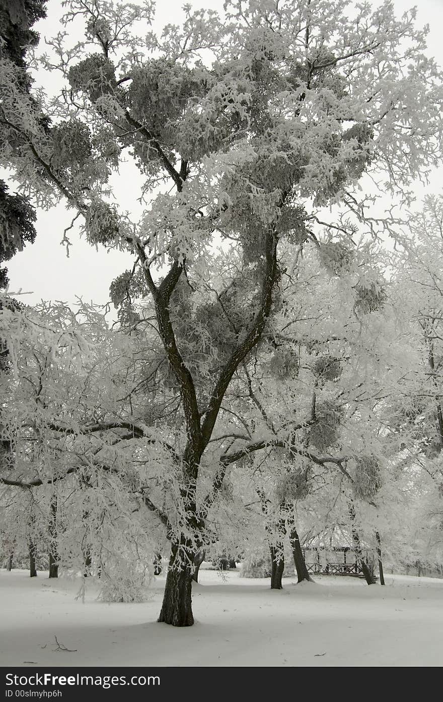 Everything is covered by white frost and snow in the forest. Everything is covered by white frost and snow in the forest.