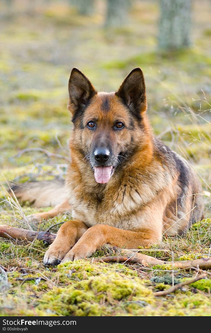 Germany Sheep-dog laying in the green grass