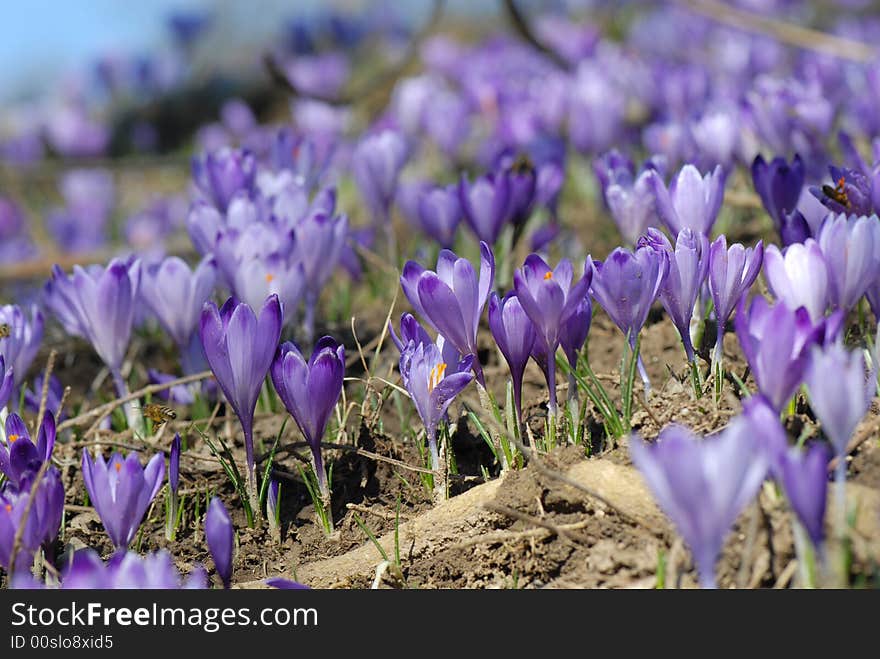 Crocus On The Field