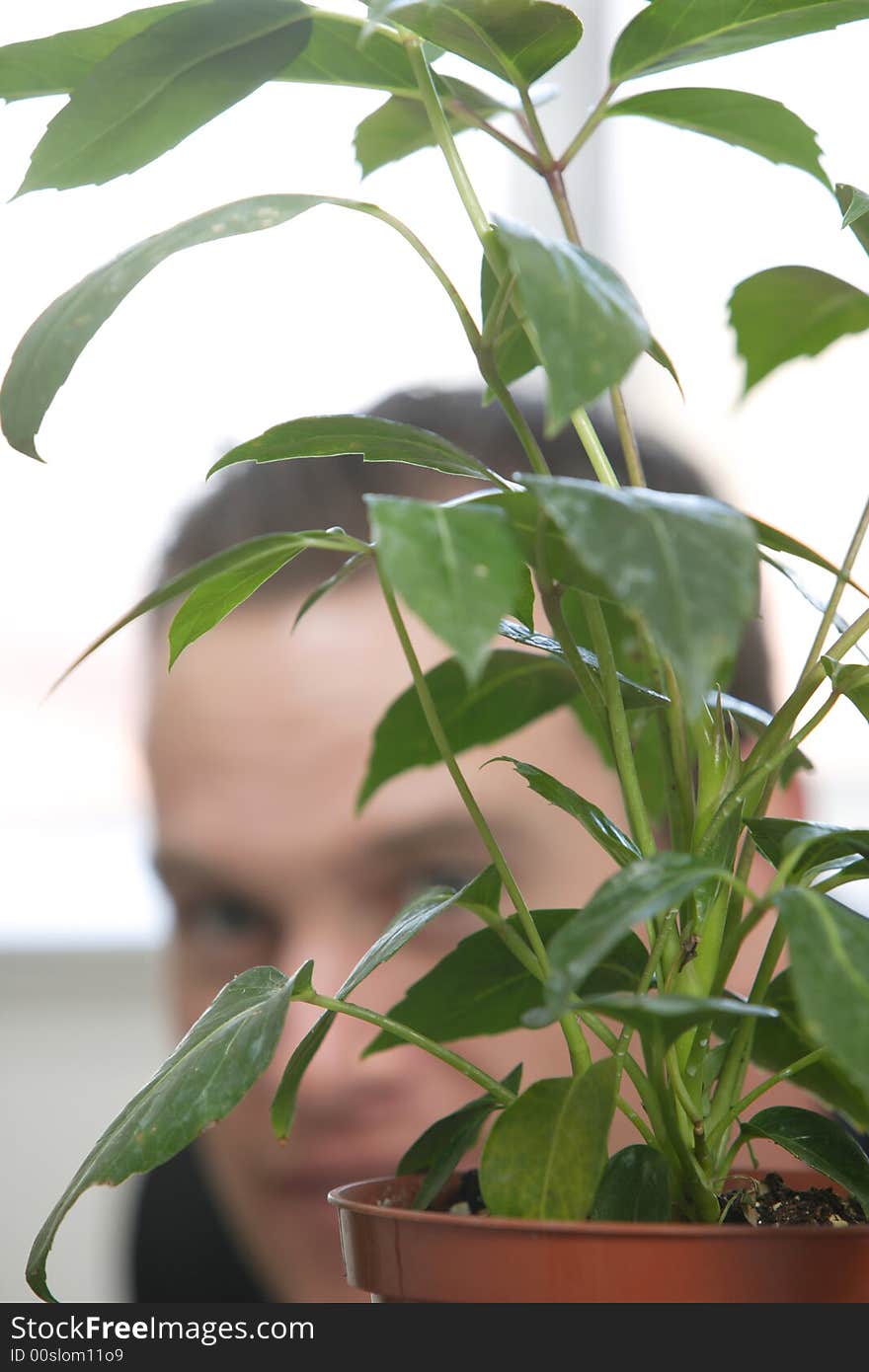 A business man hides behind the plant in his office. A business man hides behind the plant in his office