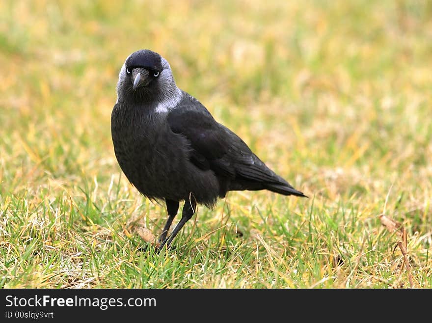 Jackdaw on a meadow, Poland