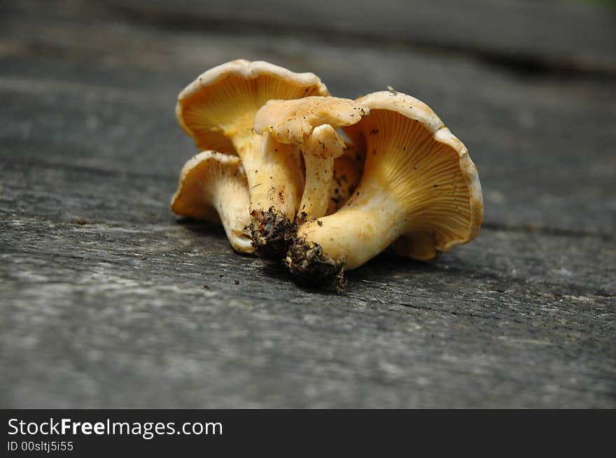 Fresh chanterelle on the wood. Fresh chanterelle on the wood