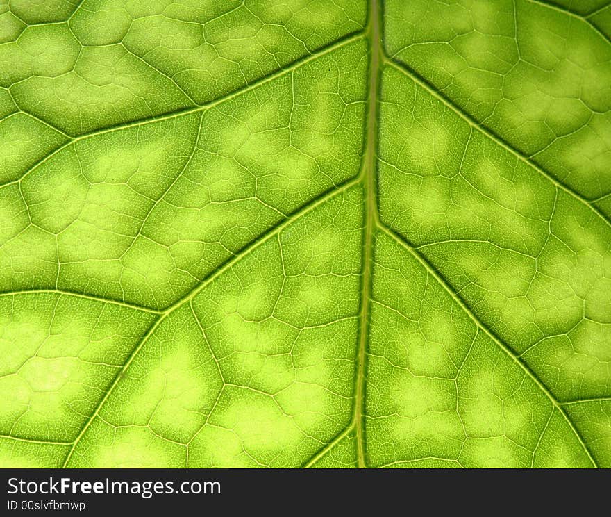 Leaf surface texture.