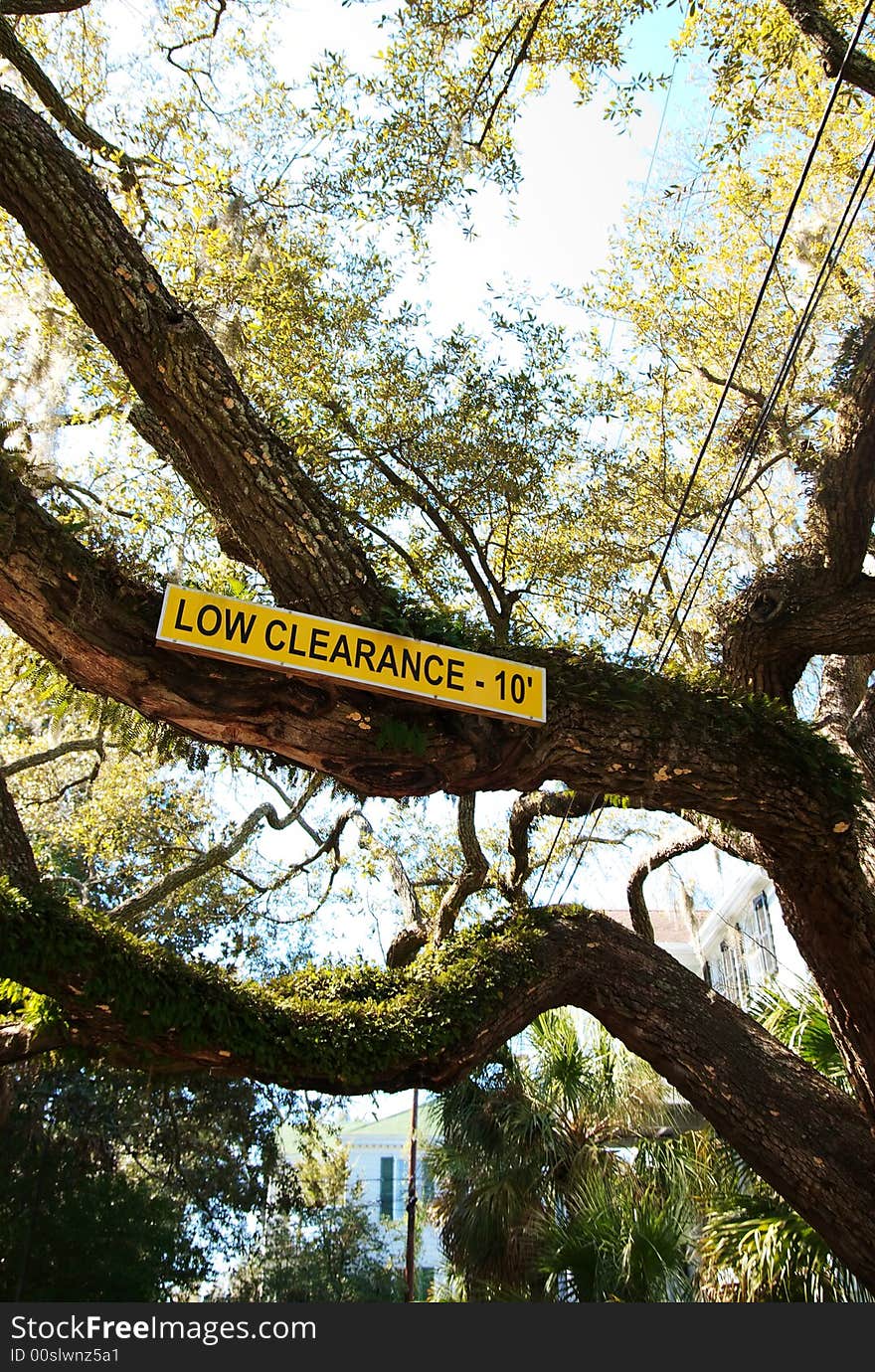 A low clearance sign posted on an old tree.