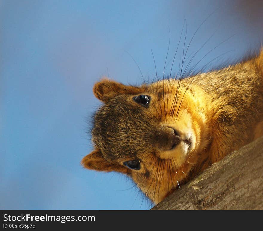 Fox Squirrel looking down from the tree above.