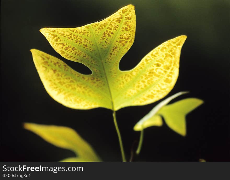 Tulip tree leaves against a dark background. Scan film source.