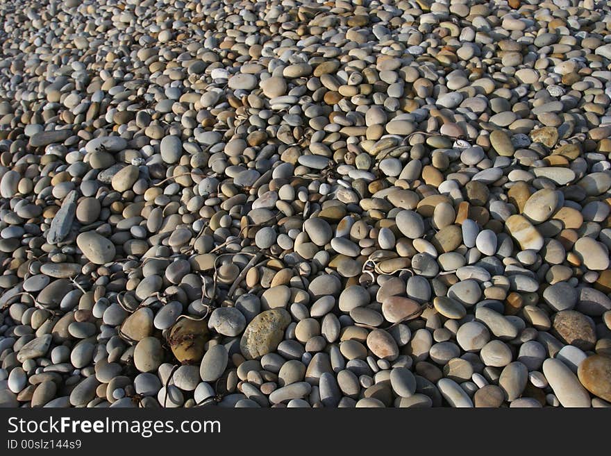 Lost of Beach Shells