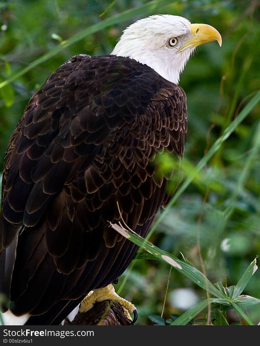 Bald Eagle