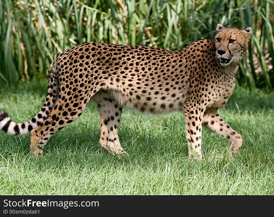 Cheetah