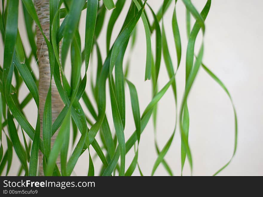 Tree With Green Curly Tendrils