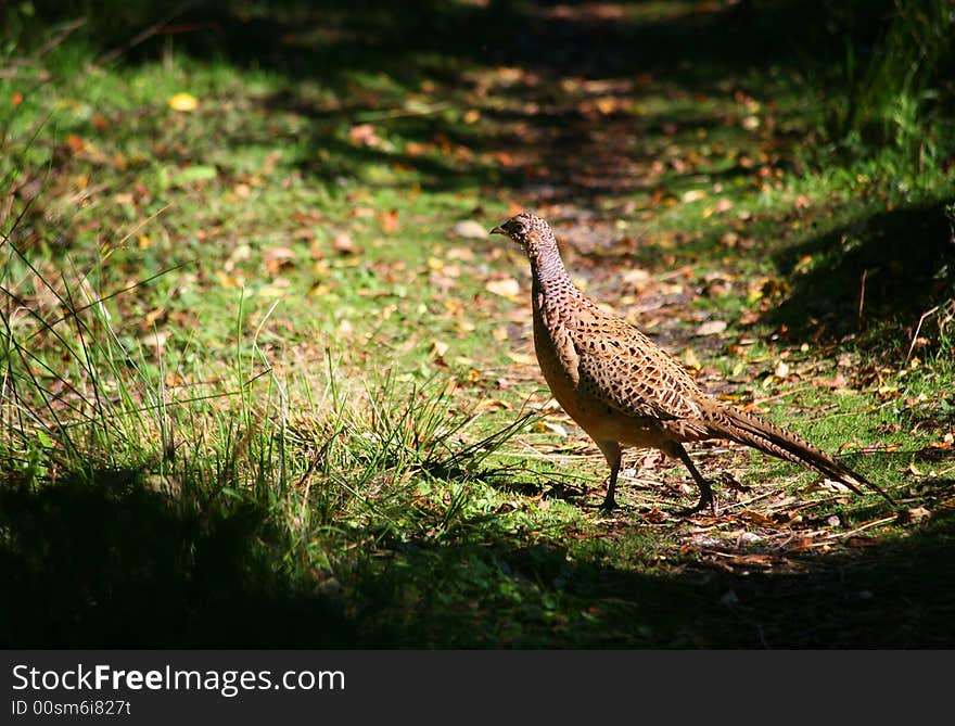 Golden Pheasant at Brownsea Island