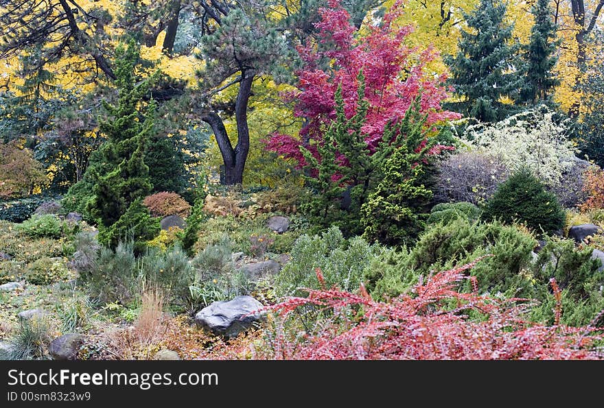 Colorful leaves of autumn trees and bushes in the garden. Colorful leaves of autumn trees and bushes in the garden