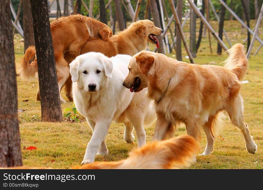 The golden retriever and dogs are playing