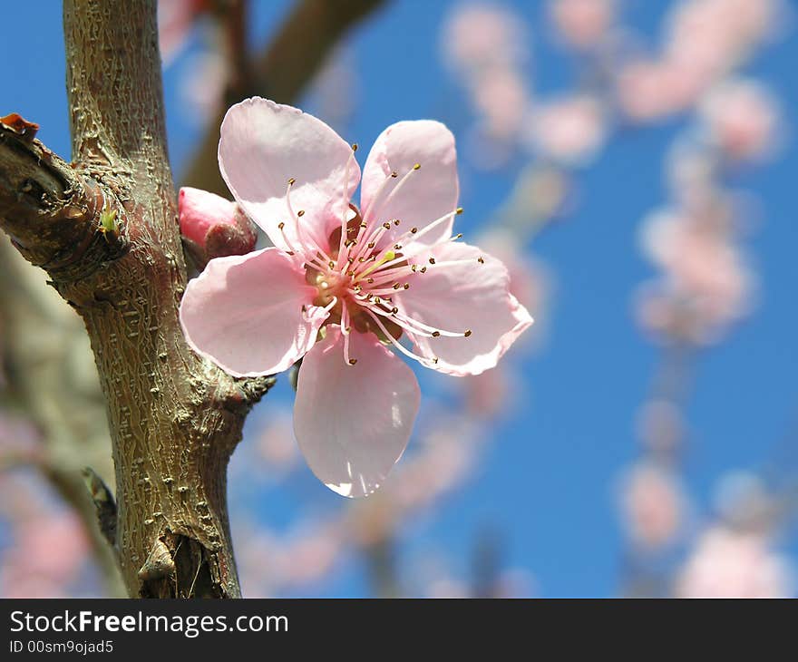 Pink blossom tree