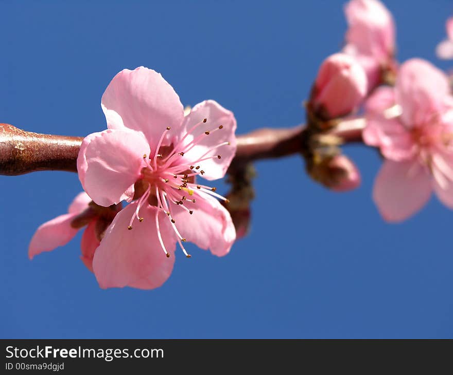 Pink Spring