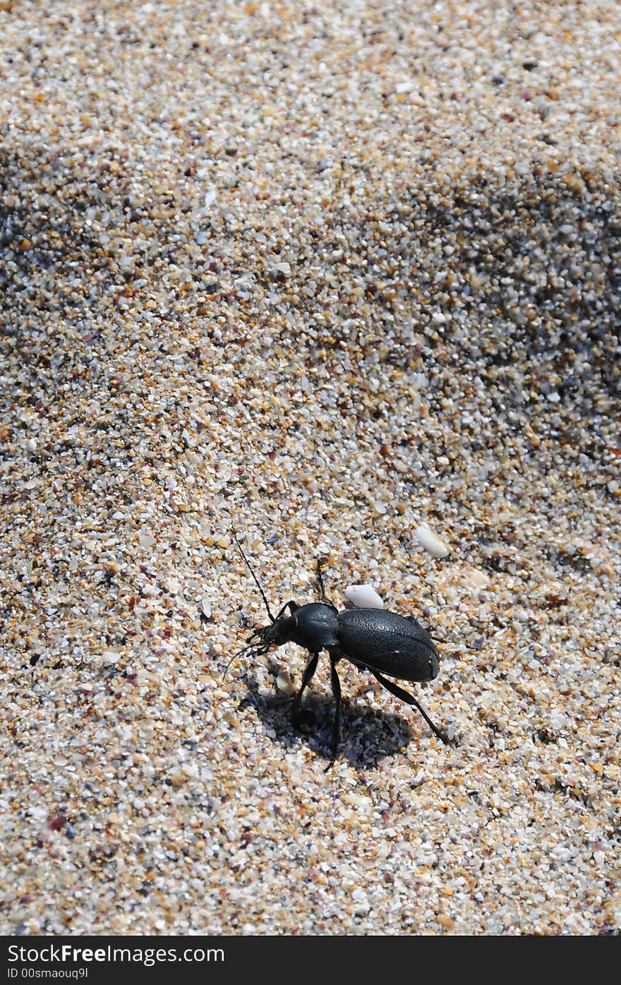 Insect On The Beach