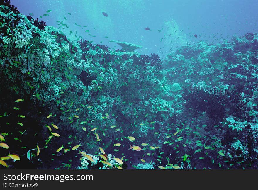 Underwater life of coral reef