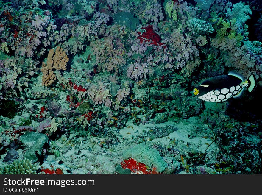 Underwater Life Of Coral Reef