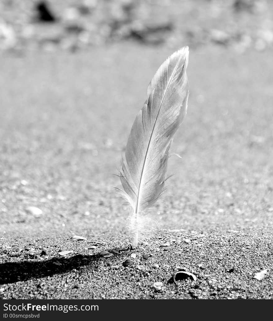 a view with a feather in white sand