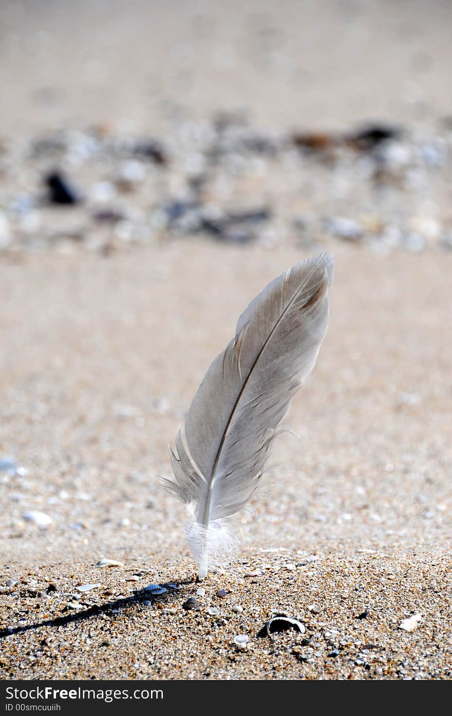 a view with a feather in white sand