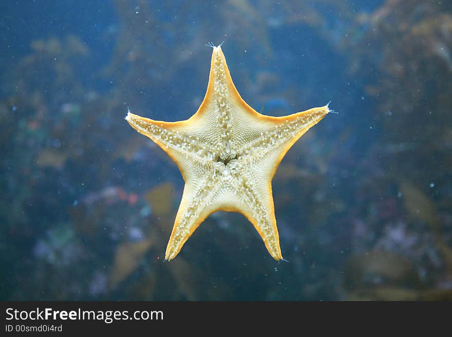 Starfish deep in tropical waters. Starfish deep in tropical waters