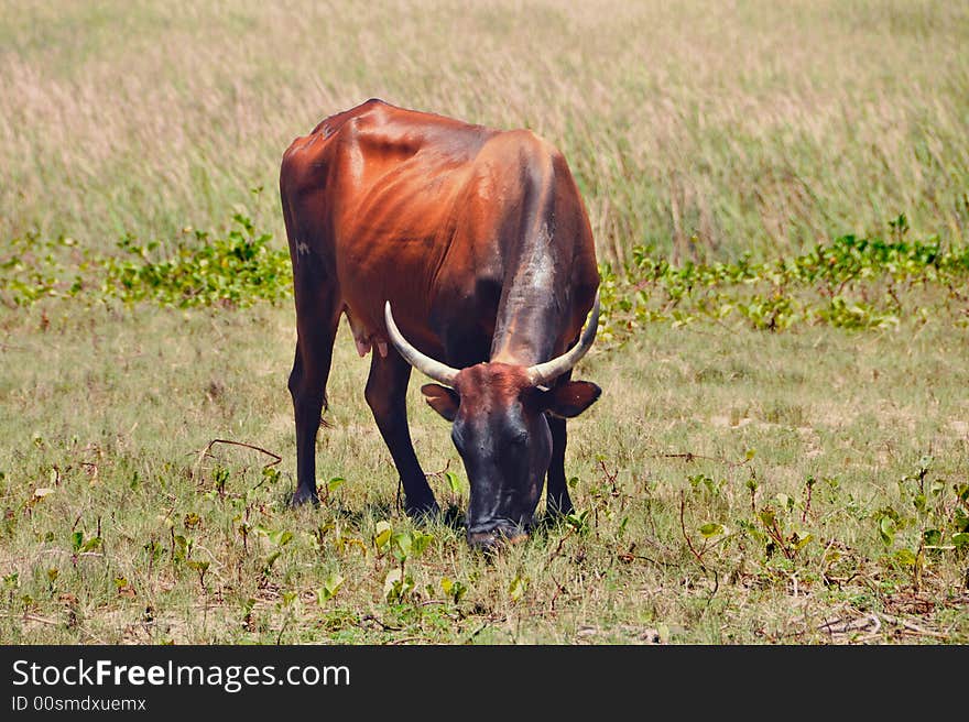 Farm Animals in the farm. Farm Animals in the farm