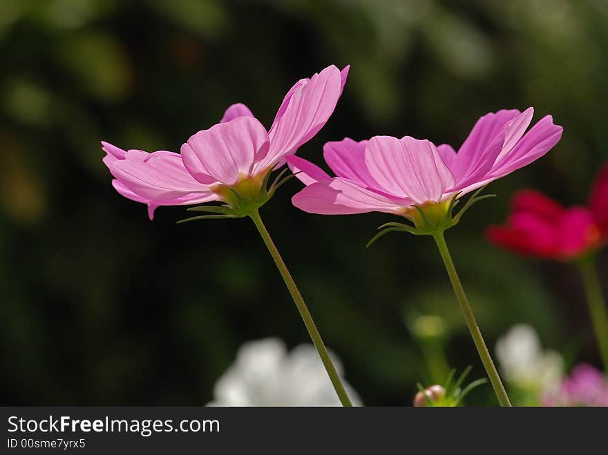 Colorful flower in the garden