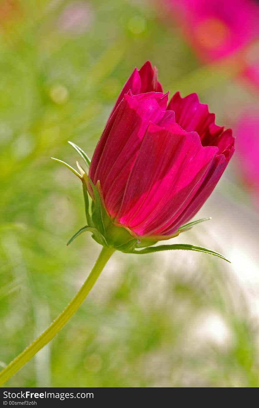 Colorful Flower In The Garden