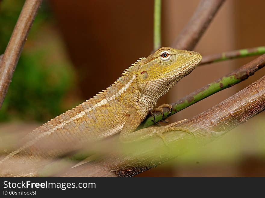 Small lizard in the garden