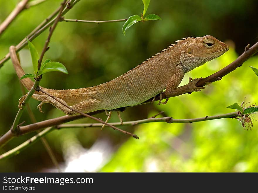 Small lizard in the garden