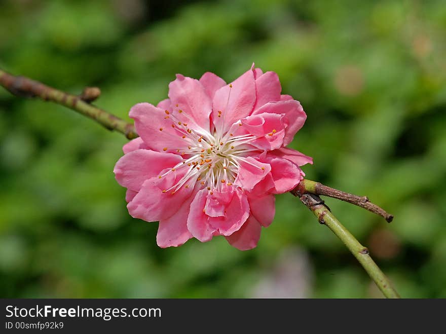 Colorful Flower In The Garden