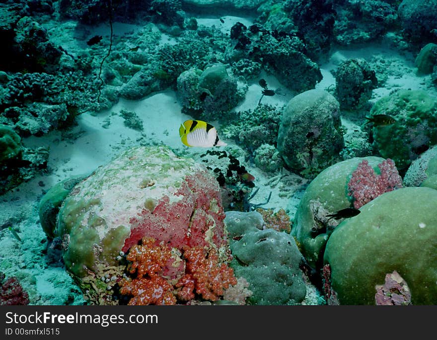 Underwater life of coral reef