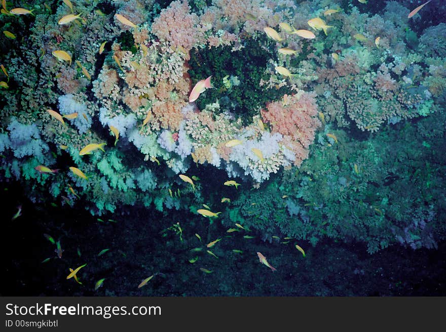 Underwater life of coral reef