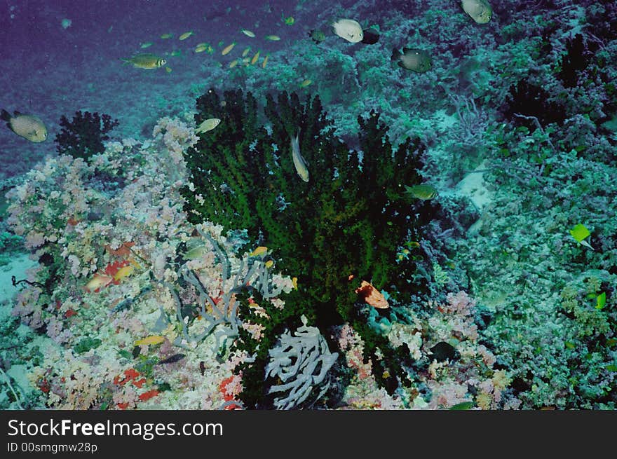 Underwater life of coral reef