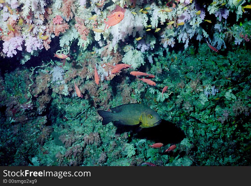 Underwater life of coral reef