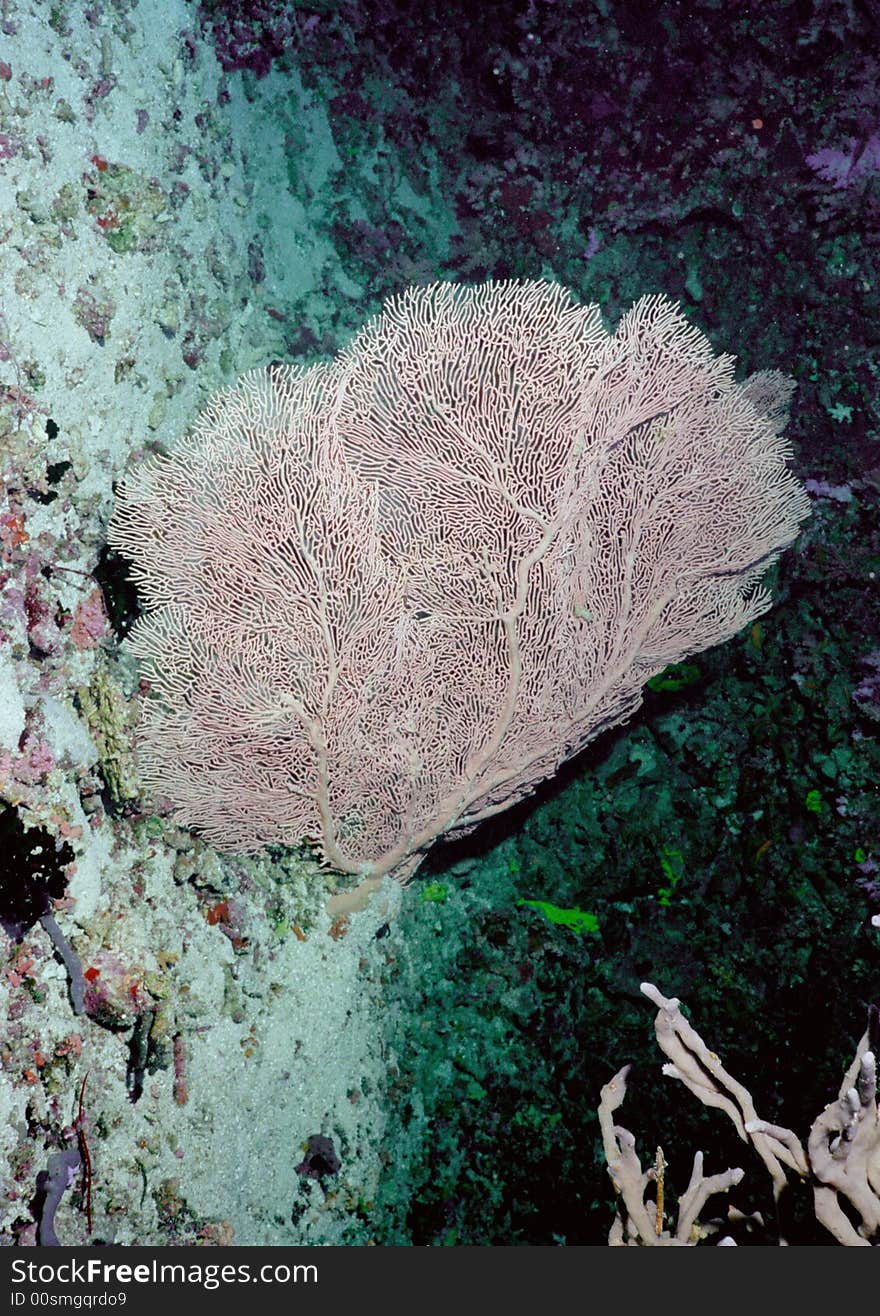 Underwater Life Of Coral Reef