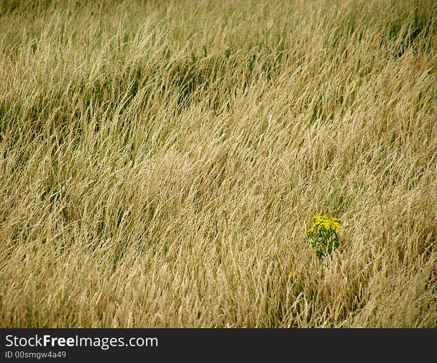 Scottisch fields