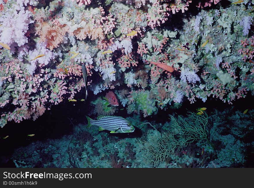 Underwater life of coral reef