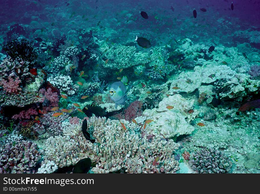 Underwater life of coral reef